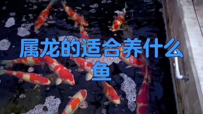屬龍人適合養哪些種類的魚？