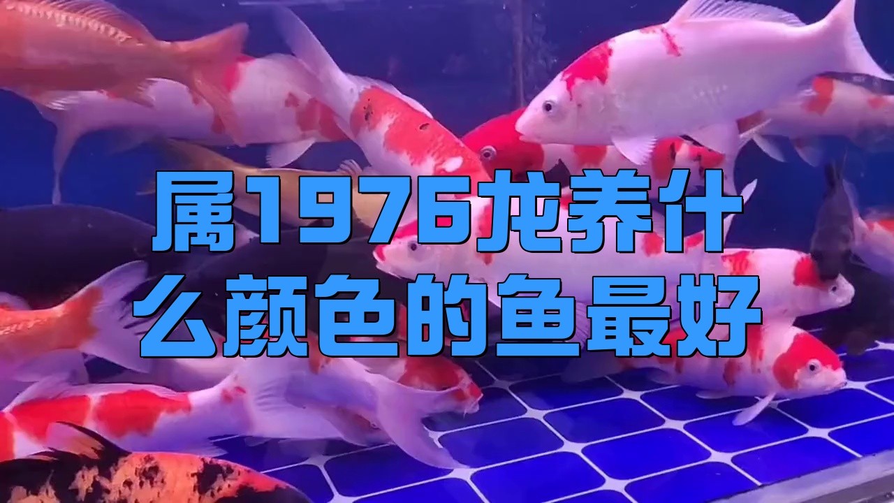 屬龍人適合養哪些種類的魚？