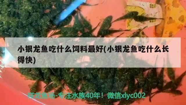 小銀龍魚吃什么飼料最好：小銀龍魚幼魚期如何挑選飼料