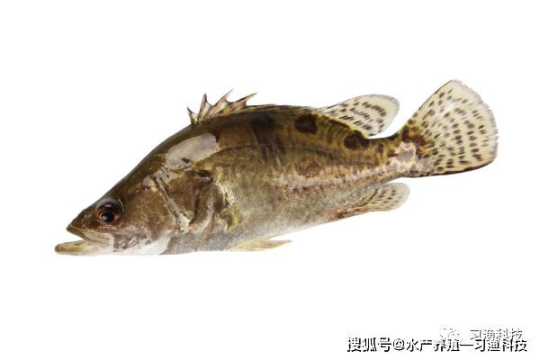 福魟魟魚常見疾病預防：如何正確使用土霉素治療福[需手動填充][需手動填充]魚