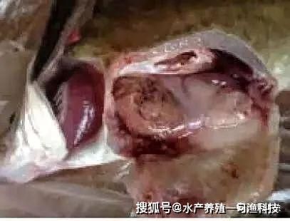 福魟魟魚常見疾病預防：如何正確使用土霉素治療福[需手動填充][需手動填充]魚