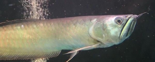 銀龍魚(yú)掉眼的原因（銀龍魚(yú)掉眼的原因是什么，銀龍魚(yú)掉眼的原因多種多樣） 銀龍魚(yú)掉眼的原因（銀龍魚(yú)掉眼的原因是什么，銀龍魚(yú)掉眼的原因多種多樣） 龍魚(yú)百科 第5張