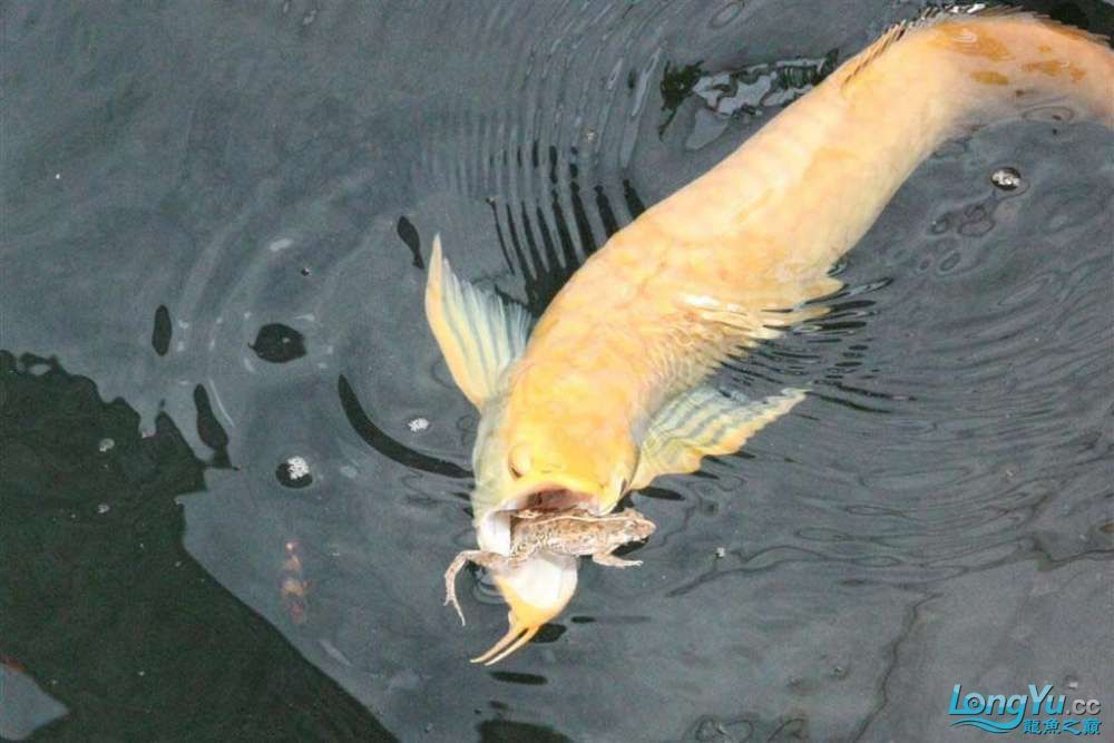 銀龍魚(yú)掉眼的原因（銀龍魚(yú)掉眼的原因是什么，銀龍魚(yú)掉眼的原因多種多樣） 銀龍魚(yú)掉眼的原因（銀龍魚(yú)掉眼的原因是什么，銀龍魚(yú)掉眼的原因多種多樣） 龍魚(yú)百科 第4張
