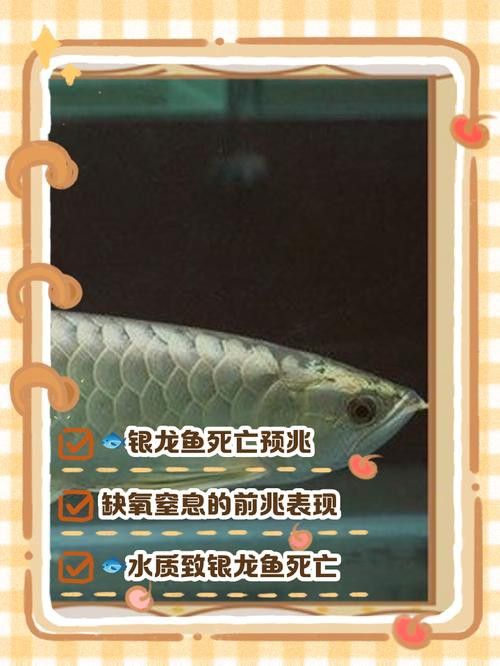 銀龍魚剛買回來不吃食
