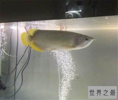 白金龍魚難養嗎(白金龍魚光照需求詳解) 龍魚百科 第2張 白金龍魚難養嗎(白金龍魚光照需求詳解) 白金龍魚難養嗎(白金龍魚光照需求詳解) 龍魚百科 第2張