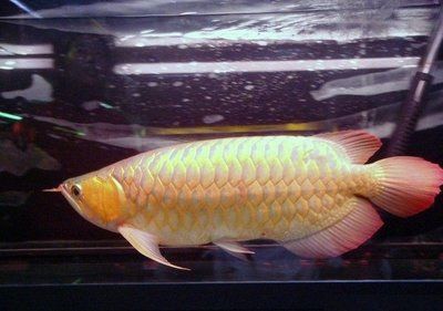 白金龍魚難養嗎(白金龍魚光照需求詳解) 龍魚百科 第1張 白金龍魚難養嗎(白金龍魚光照需求詳解) 白金龍魚難養嗎(白金龍魚光照需求詳解) 龍魚百科 第1張