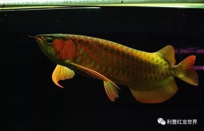 龍魚拒食半年了怎么辦：龍魚拒食半年了應該采取專業的飼養知識和治療方法和解決方案 龍魚拒食半年了怎么辦：龍魚拒食半年了應該采取專業的飼養知識和治療方法和解決方案 龍魚百科 第2張