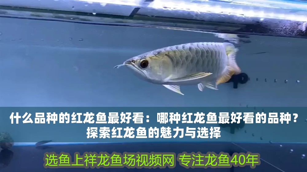 什么品種的紅龍魚最好看：哪種紅龍魚最好看的品種？探索紅龍魚的魅力與選擇