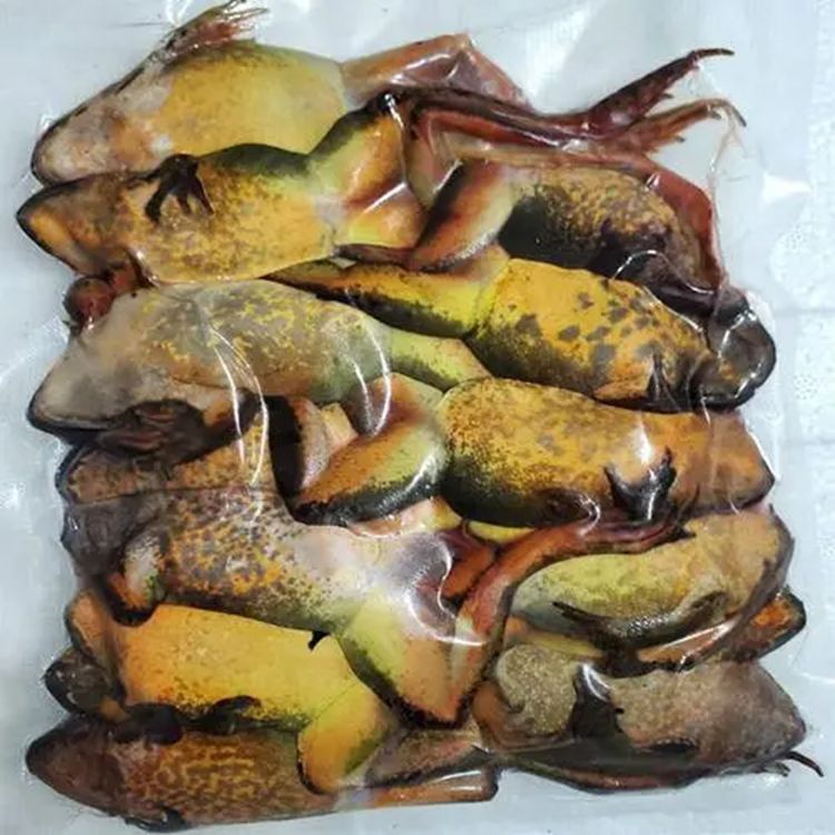 龍魚吃林蛙好嗎：龍魚吃林蛙好嗎龍魚吃林蛙好嗎，龍魚吃林蛙好嗎