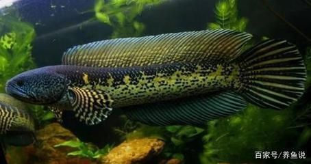 黃金眼鏡蛇雷龍魚分公母（黃金眼鏡蛇雷龍魚公母區(qū)分） 黃金眼鏡蛇雷龍魚分公母（黃金眼鏡蛇雷龍魚公母區(qū)分） 龍魚百科 第4張