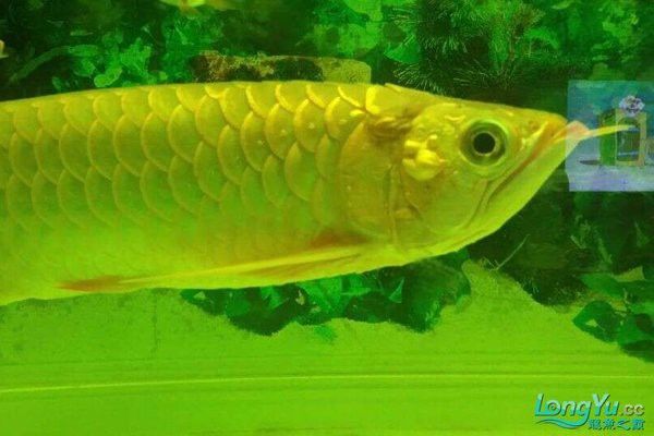 如何判斷過背金龍是否被藥泡？ 如何判斷過背金龍是否被藥泡？ 龍魚百科 第18張