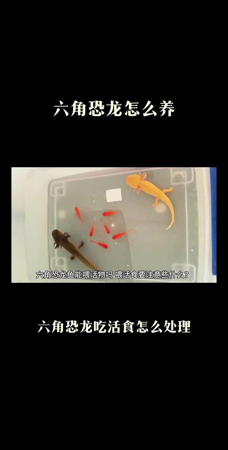 恐龍魚能吃多大的魚苗啊圖片