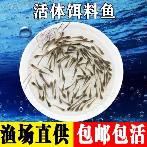 恐龍魚能吃多大的魚苗啊圖片