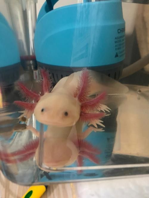 恐龍魚能吃多大的魚苗啊圖片