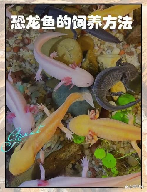 恐龍魚能吃多大的魚苗啊圖片