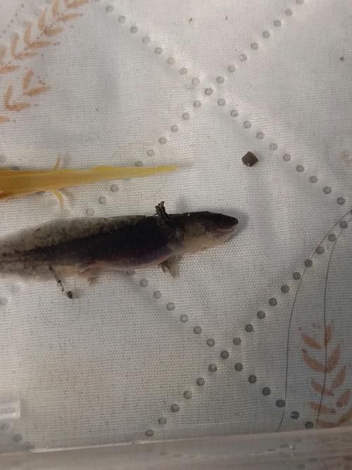 恐龍魚能吃多大的魚苗啊圖片