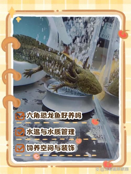 恐龍魚能吃多大的魚苗啊圖片