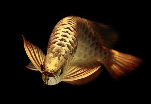 龍魚養幾條風水最好吉利：關于養龍魚風水的詳細講究和建議