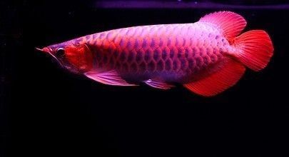 龍魚養幾條風水最好吉利：關于養龍魚風水的詳細講究和建議