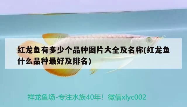 紅龍魚有多少個(gè)品種圖片大全及名稱(紅龍魚什么品種最好及排名)