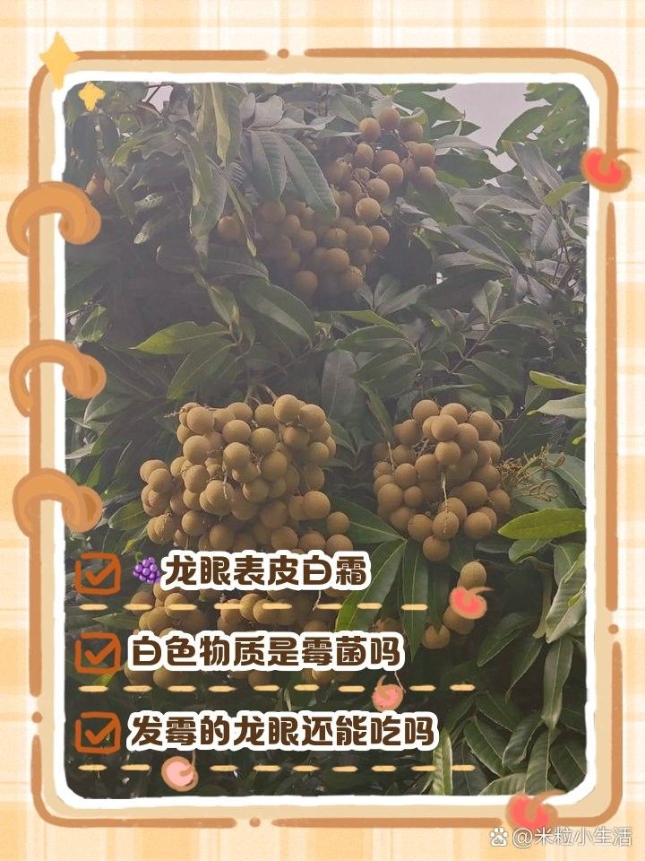 龍眼起白霧后如何處理？