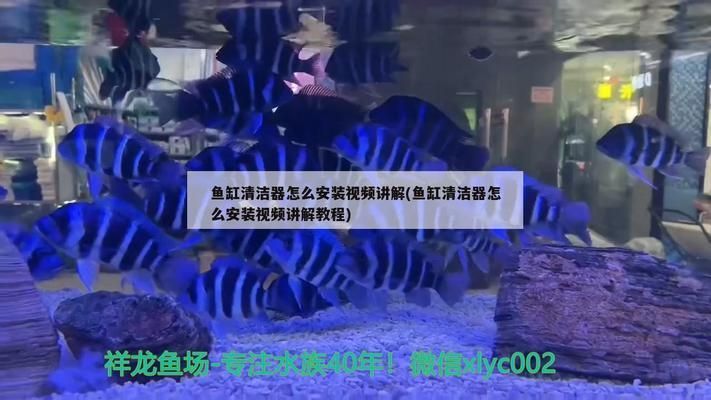 龍魚放土霉素會死嗎：關于龍魚打架的問題