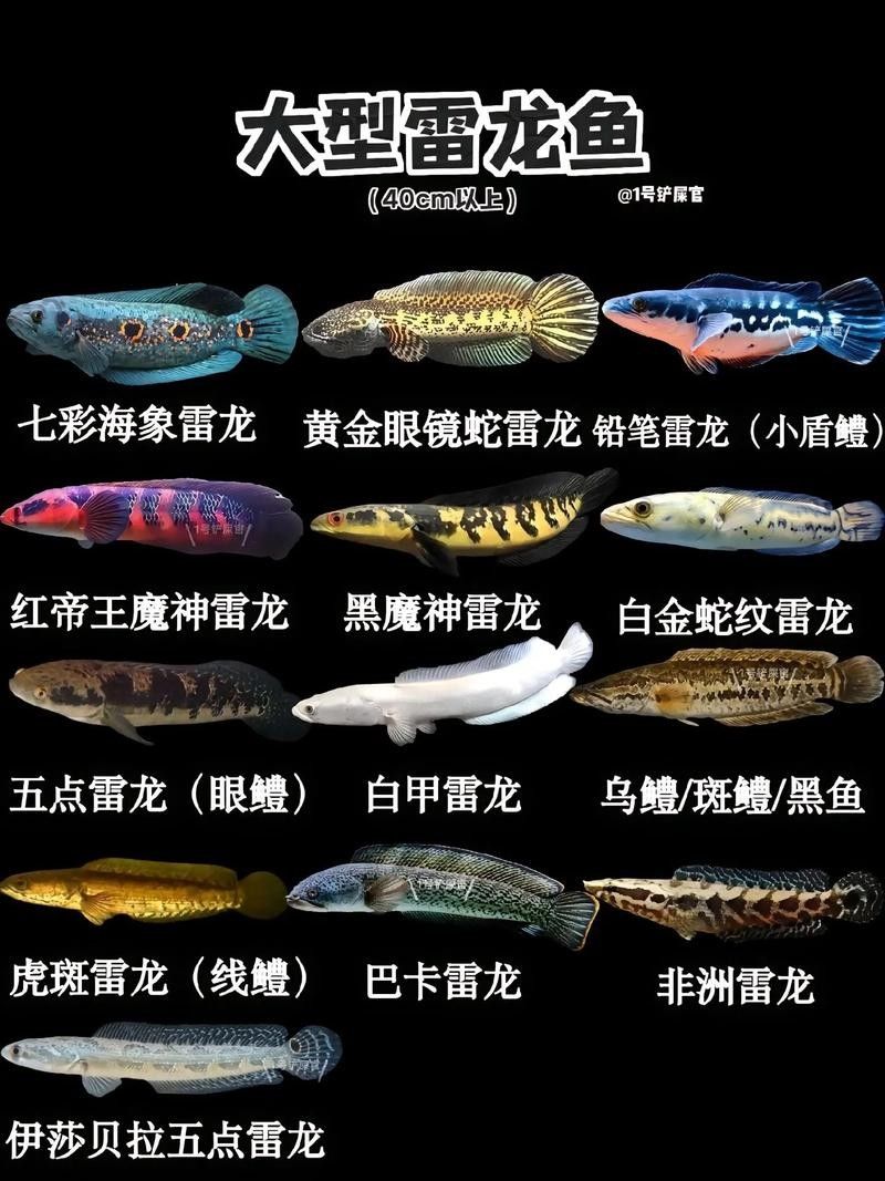 雷龍魚分布圖解