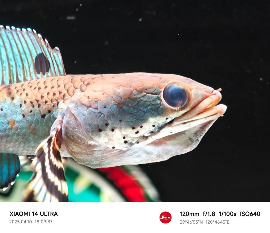 雷龍魚分布圖解