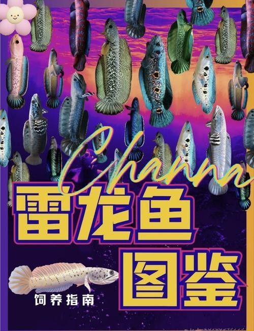 雷龍魚分布圖解