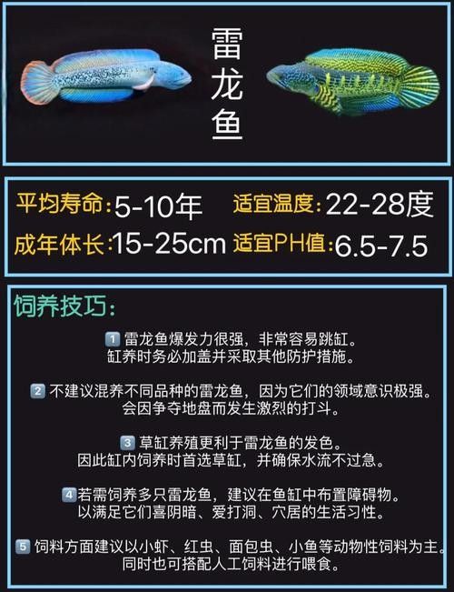 雷龍魚分布圖解