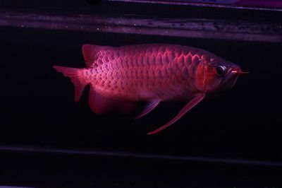紅龍魚細框好還是粗框好：紅龍魚是細框好還是粗框好 紅龍魚細框好還是粗框好：紅龍魚是細框好還是粗框好 龍魚百科 第1張