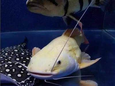 龍魚胡須對于其生存和健康至關重要至關重要至關重要：龍魚的胡須對于其生存和健康至關重要至關重要至關重要 龍魚胡須對于其生存和健康至關重要至關重要至關重要：龍魚的胡須對于其生存和健康至關重要至關重要至關重要 龍魚百科 第2張