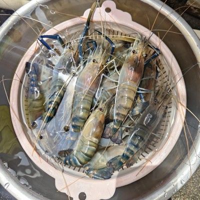 淡水小龍魚是什么魚：淡水小龍魚是一種具有很高觀賞價值和歷史文化背景的古老淡水魚種