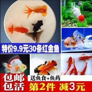 龍魚吃錦鯉飼料的可能性和影響（龍魚可以吃錦鯉飼料嗎）