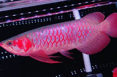 紅龍魚每天需要多長時間的光照：紅龍魚每天需要多長時間的光照呢？