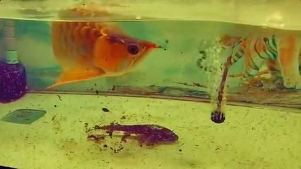 紅色的金龍魚怎么喂養好：紅色的金龍魚怎么飼養