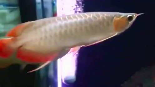 九龍魚缸要養什么龍魚好看呢