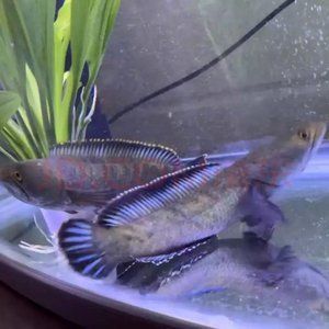 龍魚大概多少錢一條魚苗?。宏P于龍魚的價格 龍魚大概多少錢一條魚苗?。宏P于龍魚的價格 龍魚百科 第2張