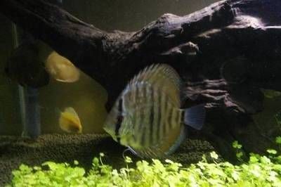 龍魚大概多少錢一條魚苗啊：關于龍魚的價格 龍魚大概多少錢一條魚苗?。宏P于龍魚的價格 龍魚百科 第3張