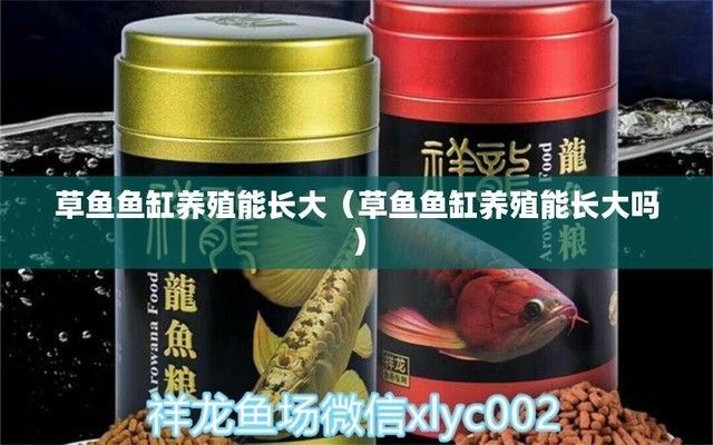 銀古魚苗養(yǎng)殖氧氣管理策略：銀古魚苗氧氣管理策略