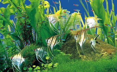 奈寵(NaiChong)魚缸(奈寵超白玻璃金晶五線金魚缸套餐版內(nèi)容介紹) 龍魚百科 第4張 奈寵(NaiChong)魚缸(奈寵超白玻璃金晶五線金魚缸套餐版內(nèi)容介紹) 奈寵(NaiChong)魚缸(奈寵超白玻璃金晶五線金魚缸套餐版內(nèi)容介紹) 龍魚百科 第4張