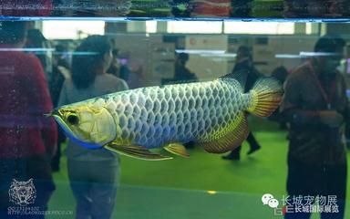 獲獎龍魚（2019“長城杯”世界龍魚錦標賽獲獎魚只賞析） 獲獎龍魚（2019“長城杯”世界龍魚錦標賽獲獎魚只賞析） 龍魚百科 第1張
