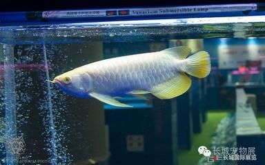 獲獎龍魚（2019“長城杯”世界龍魚錦標賽獲獎魚只賞析） 獲獎龍魚（2019“長城杯”世界龍魚錦標賽獲獎魚只賞析） 龍魚百科 第2張