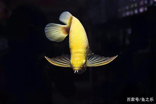 紅眼白子銀龍魚簡介