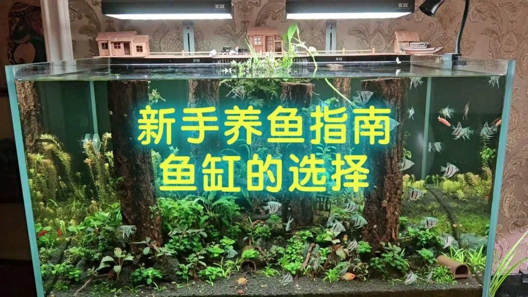 如何選擇適合自己的魚缸？ 如何選擇適合自己的魚缸？ 龍魚百科 第2張