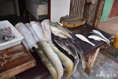 龍魚好吃么