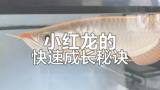 如何改善紅龍魚(yú)苗的水質(zhì)？