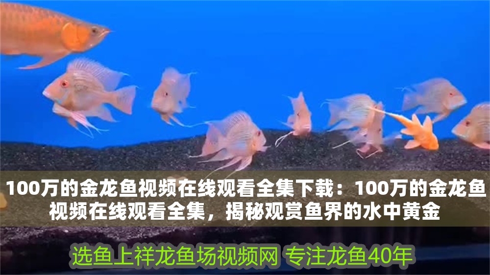 100萬的金龍魚視頻在線觀看全集下載：100萬的金龍魚視頻在線觀看全集，揭秘觀賞魚界的水中黃金