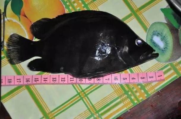龍魚突然死亡并且死亡時是直立的頭往后仰是為什么：龍魚在死亡時呈現(xiàn)直立狀態(tài)，頭往后仰可能與多種因素有關(guān)