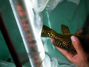 龍魚搭配清缸魚怎么樣：龍魚搭配清缸魚怎么樣，龍魚搭配清缸魚需要注意的事項